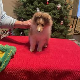 Shetland Sheepdog Puppies from BranGay Shetland Sheepdogs Since 1971
