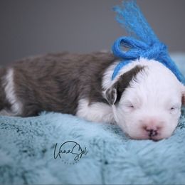 Blue - Blue merle male Aussiedoodle puppy in Plain City, Utah from Myers Desert Doodles