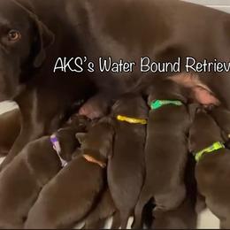 Labrador Retriever Puppies from AKS’s Water Bound Retrievers