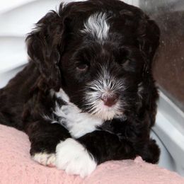 Brown Collar Girl - Chocolate female Australian Labradoodle puppy in Corrales, New Mexico from Desert Waves Labradoodles