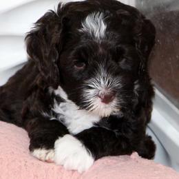 Brown Collar Girl - Chocolate female Australian Labradoodle puppy in Corrales, New Mexico from Desert Waves Labradoodles