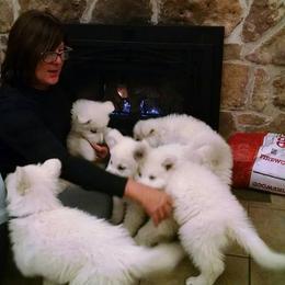 Berger Blanc Suisse and German Shepherd Puppies from Vom Hundhaus German Shepherds