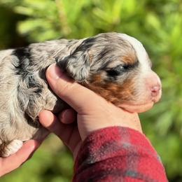Boy 2 - male Australian Mountain Doodle puppy in Oregon from Blue Skye Doodles