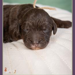Everret - Brown male Cockapoo puppy in Connersville, Indiana from Deaz Doodle Ranch