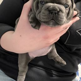French Bulldog Puppies from Divine Crown French Bulldogs