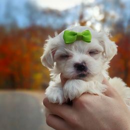 Companion Cross, Maltese, and Maltipoo Puppies from Seeking Shalom Acres Maltese, Maltipoos & Havamalts