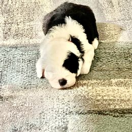Sheepadoodle Puppies from Bns Sheepadoodles