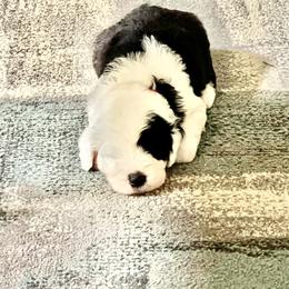 Sheepadoodle Puppies from Bns Sheepadoodles