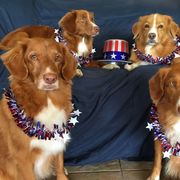 Nova Scotia Duck Tolling Retriever All Grown Up from Healing Towards Heeling