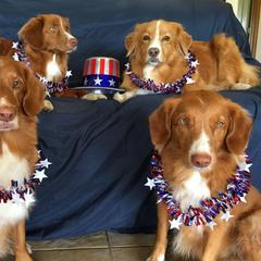 Nova Scotia Duck Tolling Retriever All Grown Up from Healing Towards Heeling