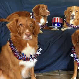 Nova Scotia Duck Tolling Retriever All Grown Up from Healing Towards Heeling
