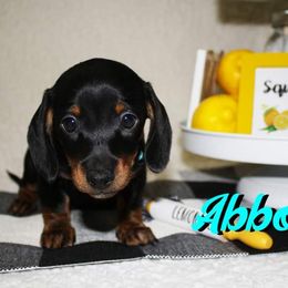 Dachshund Puppies from White River Valley Kennel