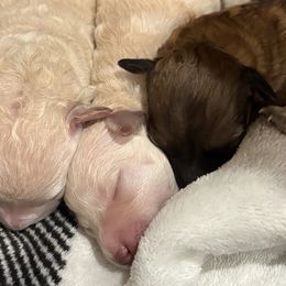 Snowflake - Cream female Companion Cross puppy in Albany, New York from CocoPuff Breeders
