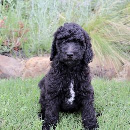 Goldendoodle Puppies from Shades of Grace Doodles in Texas