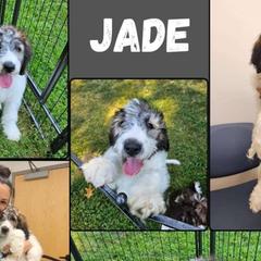 Jade - Saint Berdoodle puppy from Doodles by Starlight