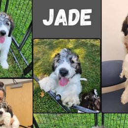 Jade - Saint Berdoodle puppy from Doodles by Starlight