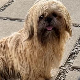 Kevin - Brindle male Shih Tzu puppy in Victorville, California from RUMBLE n TUMBLE