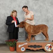 Xena - Dogue de Bordeaux