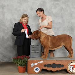 Xena - Dogue de Bordeaux