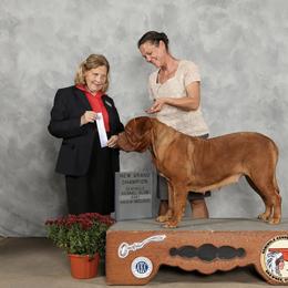 Xena - Dogue de Bordeaux