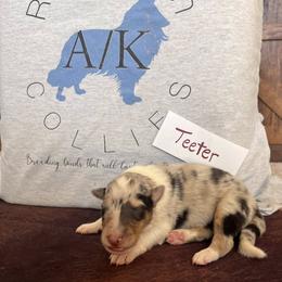 Collie Puppies from A/K Rough Collies