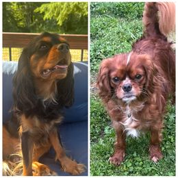Cavalier King Charles Spaniel puppies from Enchanted Cavaliers