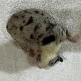 Autumn - Blue merle female Miniature Australian Shepherd puppy in Oakland, Maryland from Yarborough Kennels