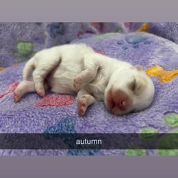 Autumn - White female Pomeranian puppy in Illinois from Maribel Poms
