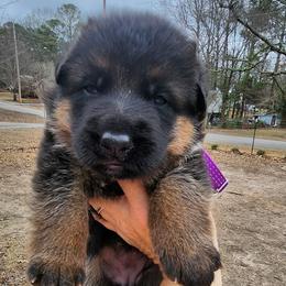 Girl 2 - Black and red female German Shepherd puppy in Roanoke, Alabama from Von Schönen Träumen German Shepherds