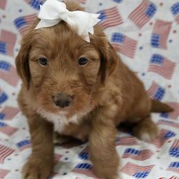 Gemma - Red  female Goldendoodle puppy in Yukon, Oklahoma from Silver Barn Doodles