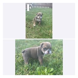 Bulldog Puppies from Alejandro's Bulldogs