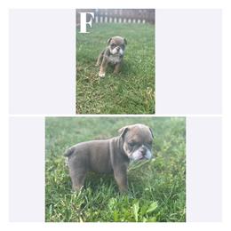 Bulldog Puppies from Alejandro's Bulldogs