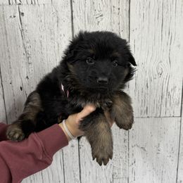 Trixie peach - Black and red female German Shepherd puppy in Herrick, South Dakota from Dakota Shepherds Kennels