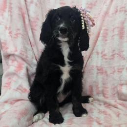 Muffin - Black and white female Bernedoodle puppy in Brigham City, Utah from Prairie Rose Doodles