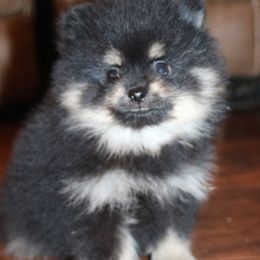 Rhett - Black and tan male Pomeranian puppy in Danielsville, Georgia from PassionatePomPoms
