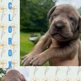 Clorox - Chocolate male Great Dane puppy in Wellsville, New York from Prophecy Danes