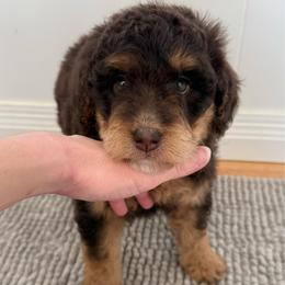 Jolene - Red tri-color female Aussiedoodle puppy in Heber City, Utah from Junipersdoodles