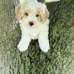 Yellow collared female - Cream female Maltipoo puppy in Marshallville, Ohio from Grassy Meadow Pups