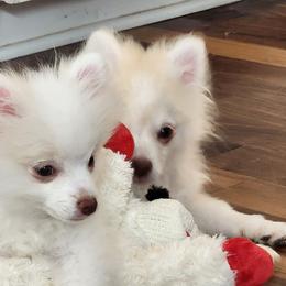 Pomeranian Puppies from BabyBooPoms