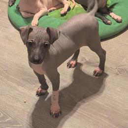 American Hairless Terrier Puppies from Bare Valley