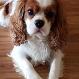 Chamuel - Cavalier King Charles Spaniel