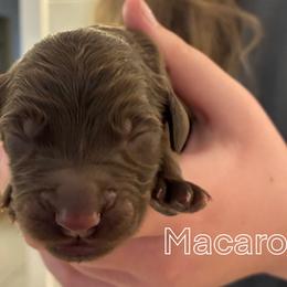 Goldendoodle Puppies from Lena’s “Baby Beans” and “Christmas Cookies”