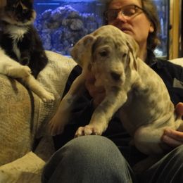 "Zachary lilac merle 6 weeks" Cardigan Welsh Corgi and Great Dane Puppies from Red Oak Farm and Kennel