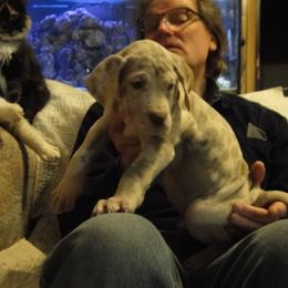 "Zachary lilac merle 6 weeks" Cardigan Welsh Corgi and Great Dane Puppies from Red Oak Farm and Kennel