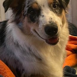 Lilly - Blue merle female Aussiedoodle puppy in Oak Island, North Carolina from Double Doodle Aussiedoodle