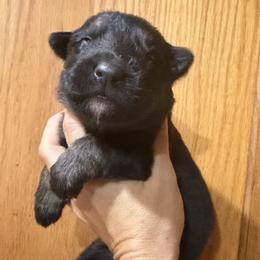 Yellow collar - Black and tan female German Shepherd puppy in Worthington, Indiana from Aus Gerstbrei German Shepherds