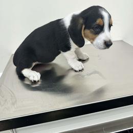 Flower - Black and tan female Pembroke Welsh Corgi puppy in Saint George, South Carolina from Carolina cotton candy corgis