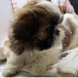 Penny - Red and white female Shih Tzu puppy in Stafford, Virginia from Bayview Pups