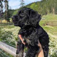 Orange Boy - Black male Whoodle puppy in Kalispell, Montana from Countryman Whoodles