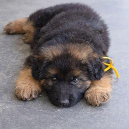 Yellow collar female - Black and red female German Shepherd puppy in Clinton, Arkansas from 501 Shepherds